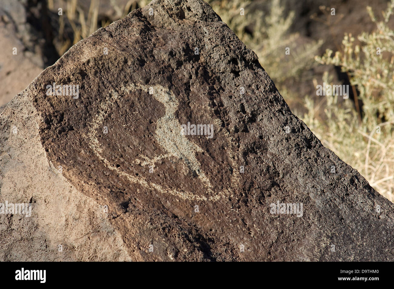 Oiseau, probablement un roadrunner, la consommation d'un serpent, Petroglyph State Park, Nouveau Mexique. Photographie numérique Banque D'Images