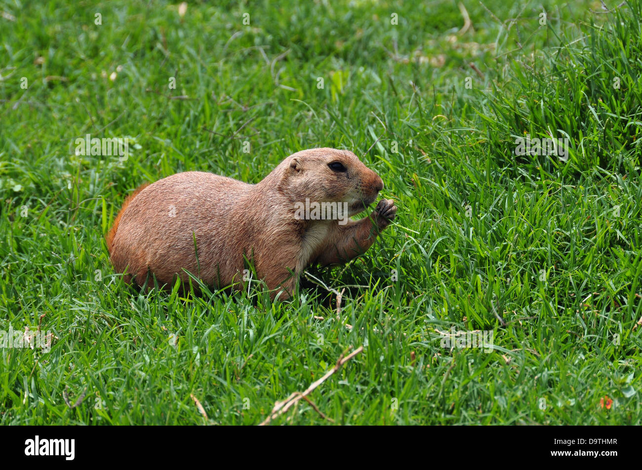 Chien de prairie rongeurs mangent de l'herbe. Animal en milieu naturel. Banque D'Images