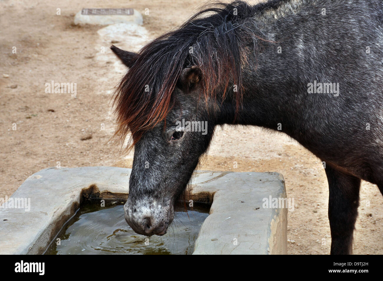 La montagne de Skyros pony l'eau potable d'un creux. Cheval sauvage en voie de disparition. Banque D'Images