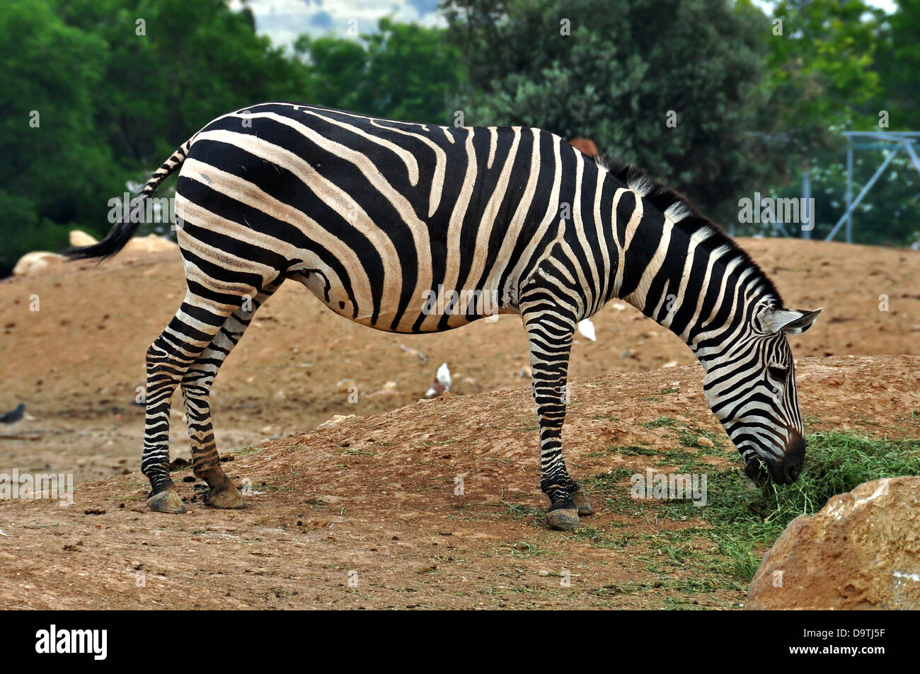 Zebra se nourrissant de l'herbe. Animal sauvage. Banque D'Images