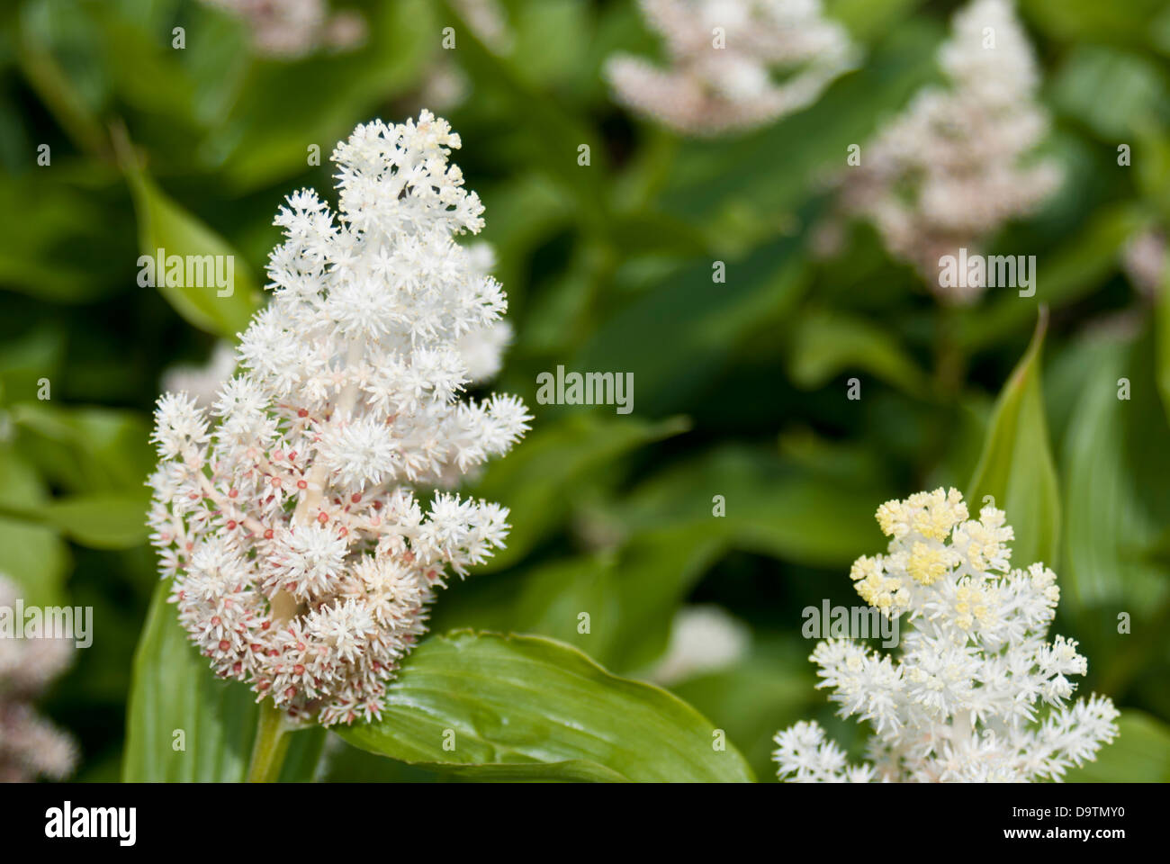 Smilacina racemosa, fleur Banque D'Images