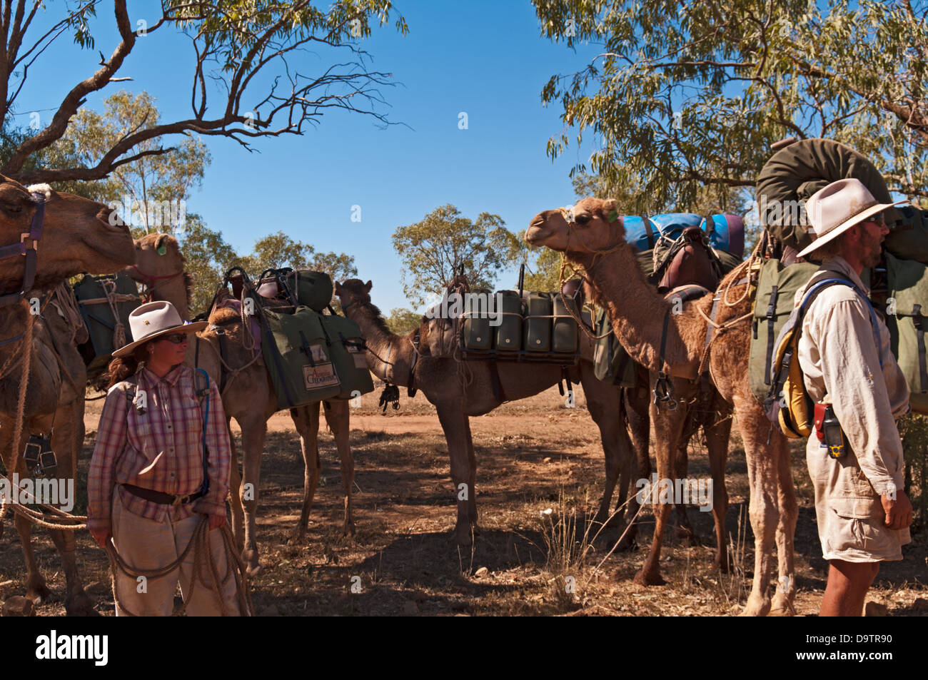 Caravane de chameaux, CANNING STOCK ROUTE, grand désert de sable, de l'Australie-Occidentale, Australie Banque D'Images