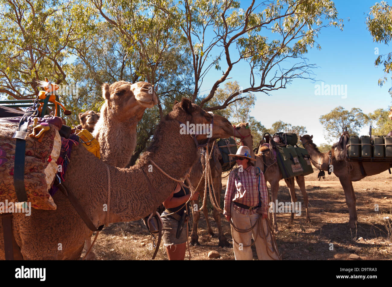 Caravane de chameaux, CANNING STOCK ROUTE, grand désert de sable, de l'Australie-Occidentale, Australie Banque D'Images