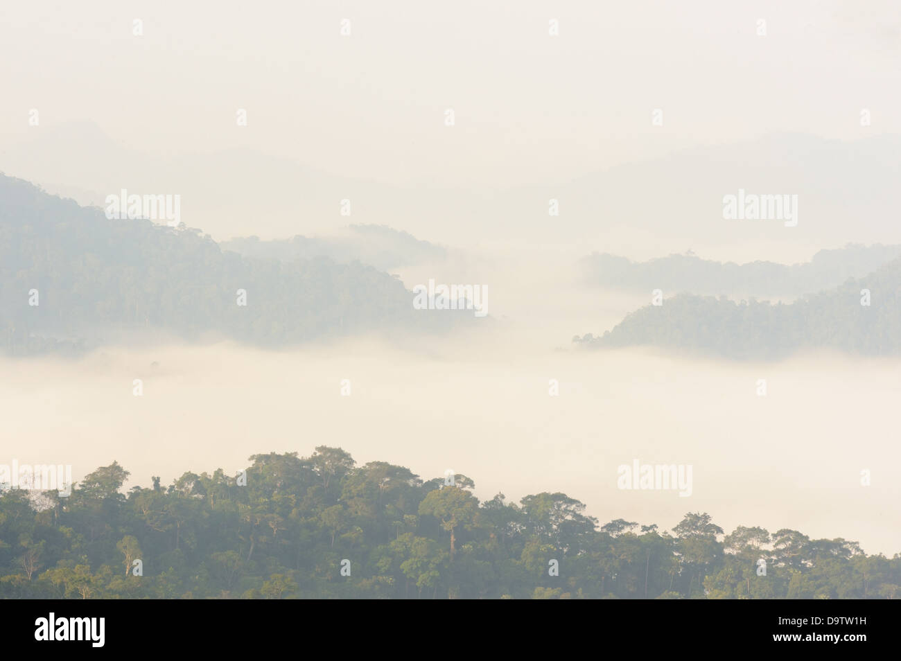 Beau paysage de brouillard flottant dans la pluie forêt après la pluie storm,Thaïlande. Banque D'Images Beau paysage de brouillard flottant dans la pluie forêt après la pluie storm,Thaïlande. Banque D'Images