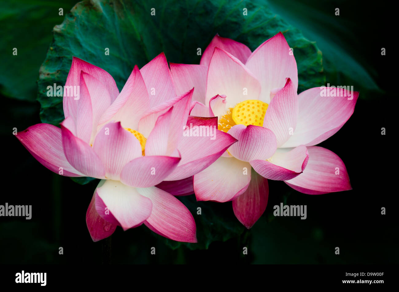 Fleur de Lotus au Vietnam Banque D'Images