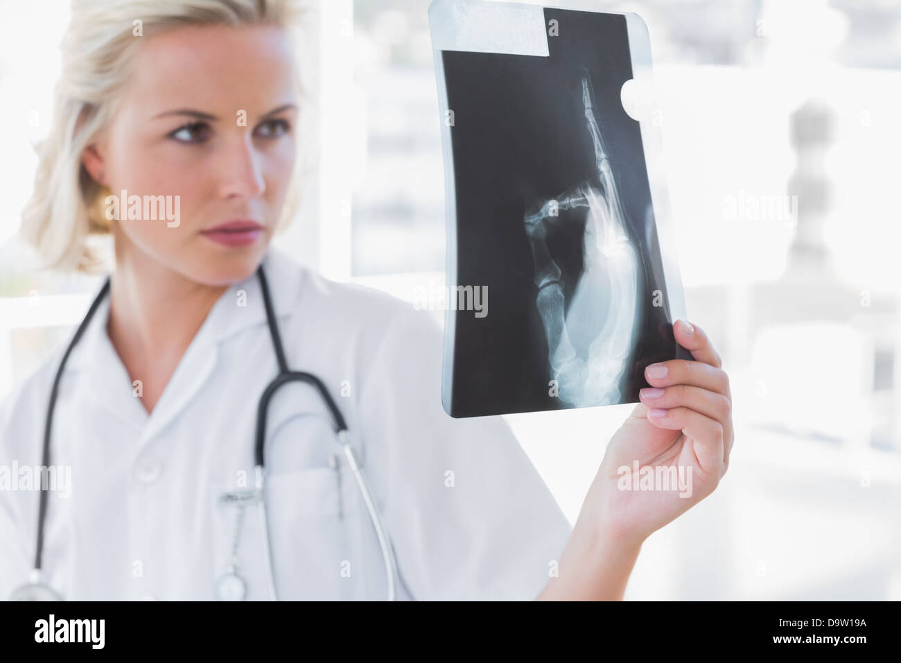 Serious nurse examining a radiography Banque D'Images