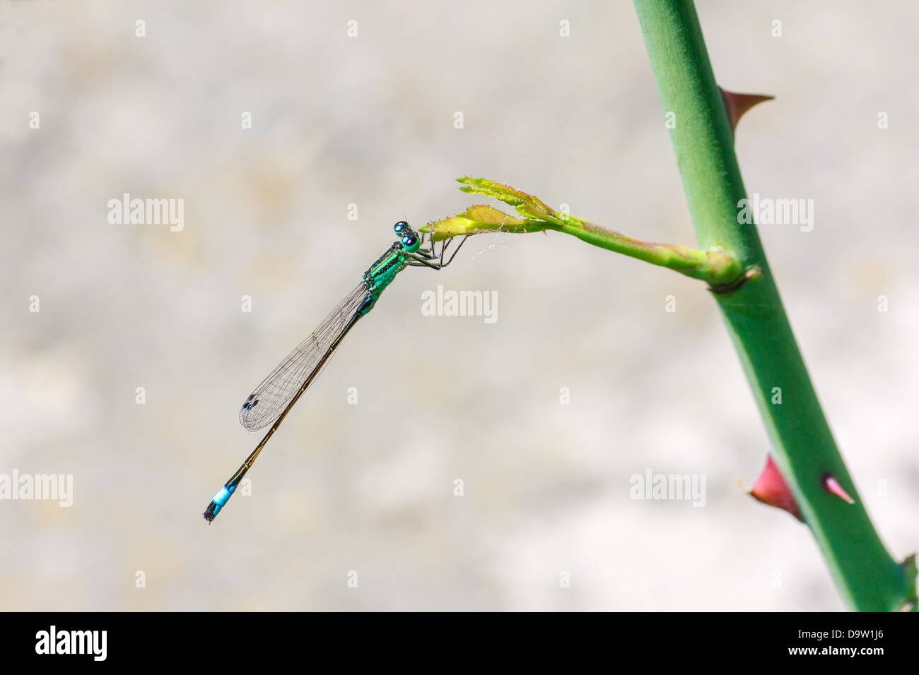 Bleu libellule sur une branche plante verte en été Banque D'Images