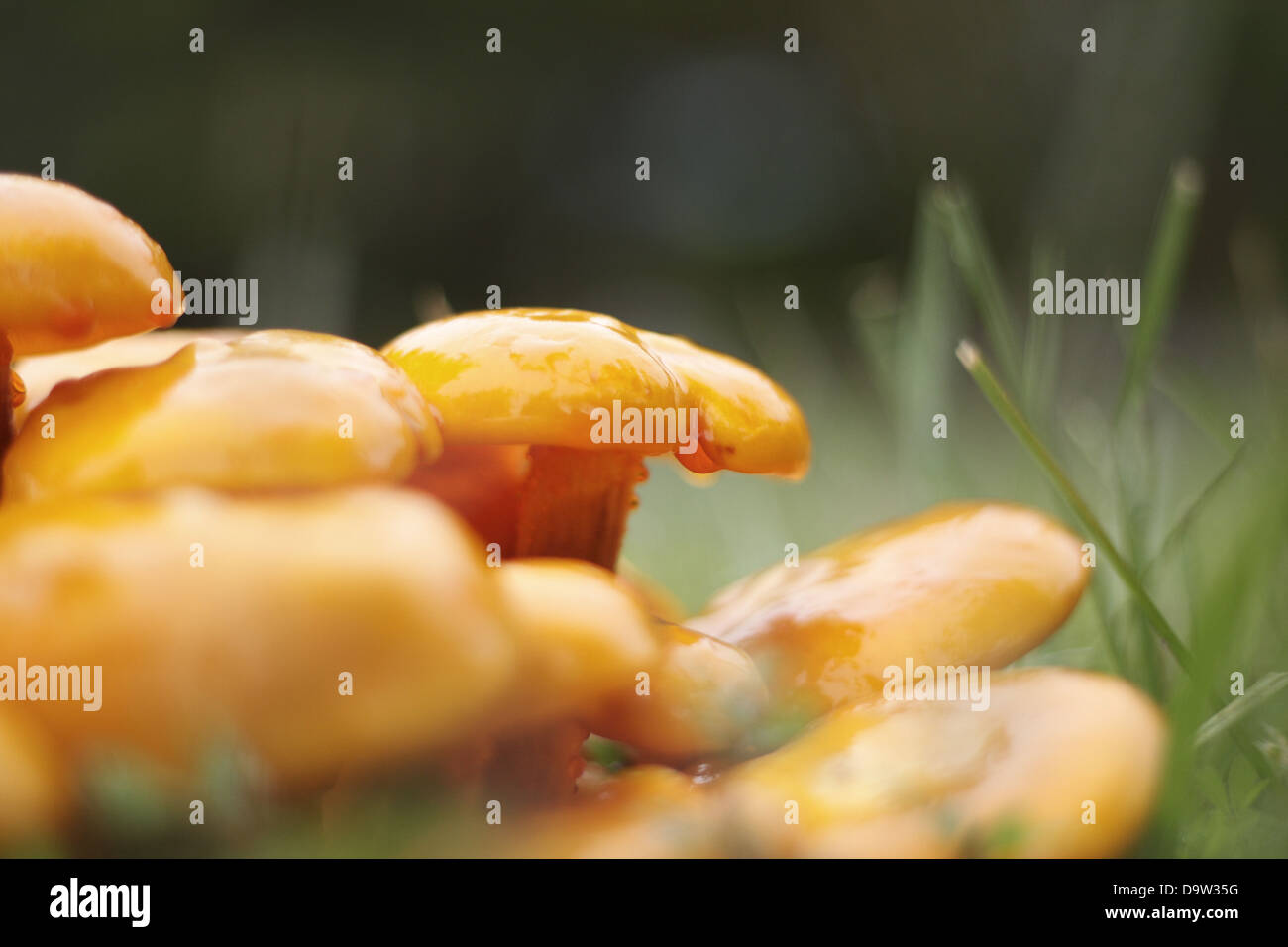 Couches de couleur orange vif, humide de plus en plus de champignons dans l'herbe Banque D'Images