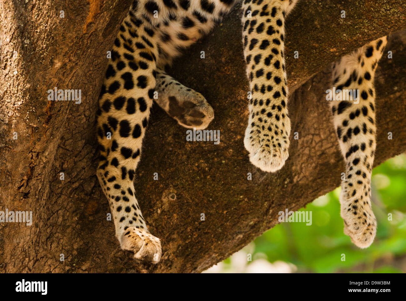 Léopard, delta d'Okavango, Botswana. REMARQUE : aucune couverture de brochure de voyage n'est utilisée jusqu'à 2023. Banque D'Images