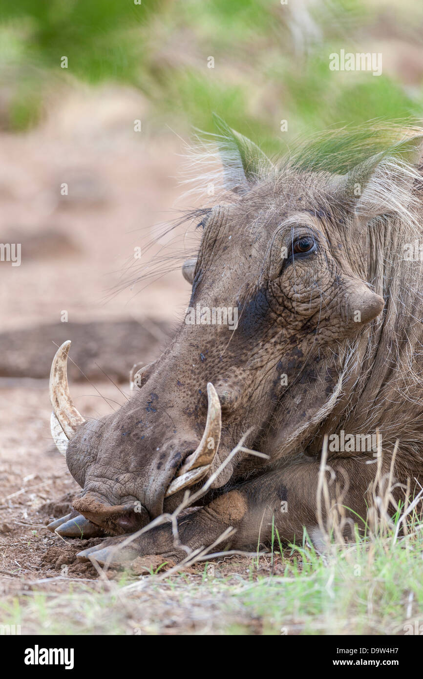 Phacochère, Tsavo-West, Kenya, Portrait d'un vieux mâle. L'Afrique, Afrique de l'Est, au Kenya, le parc national de Tsavo Ouest. Banque D'Images