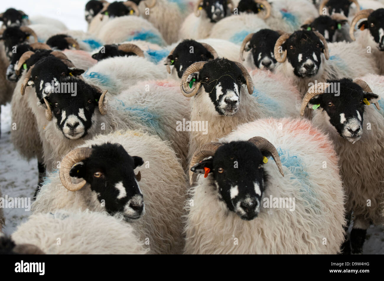 Troupeau de moutons sur Dalesbred Penyghent enneigé près de landes, Yorkshire du Nord. Banque D'Images