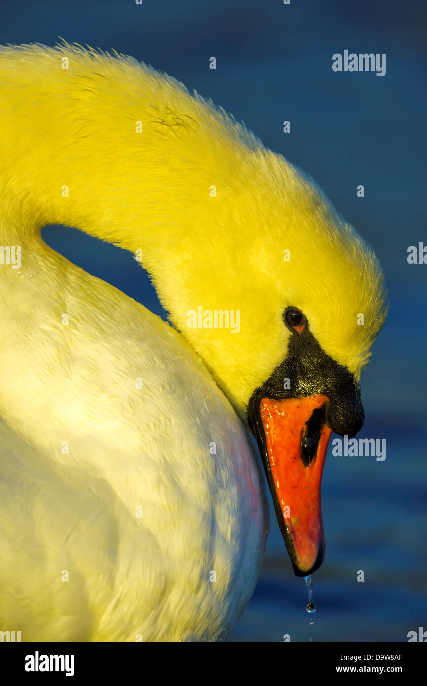 Canada, Colombie-Britannique, île de Vancouver, mute swan (Cygnus olor), close-up Banque D'Images