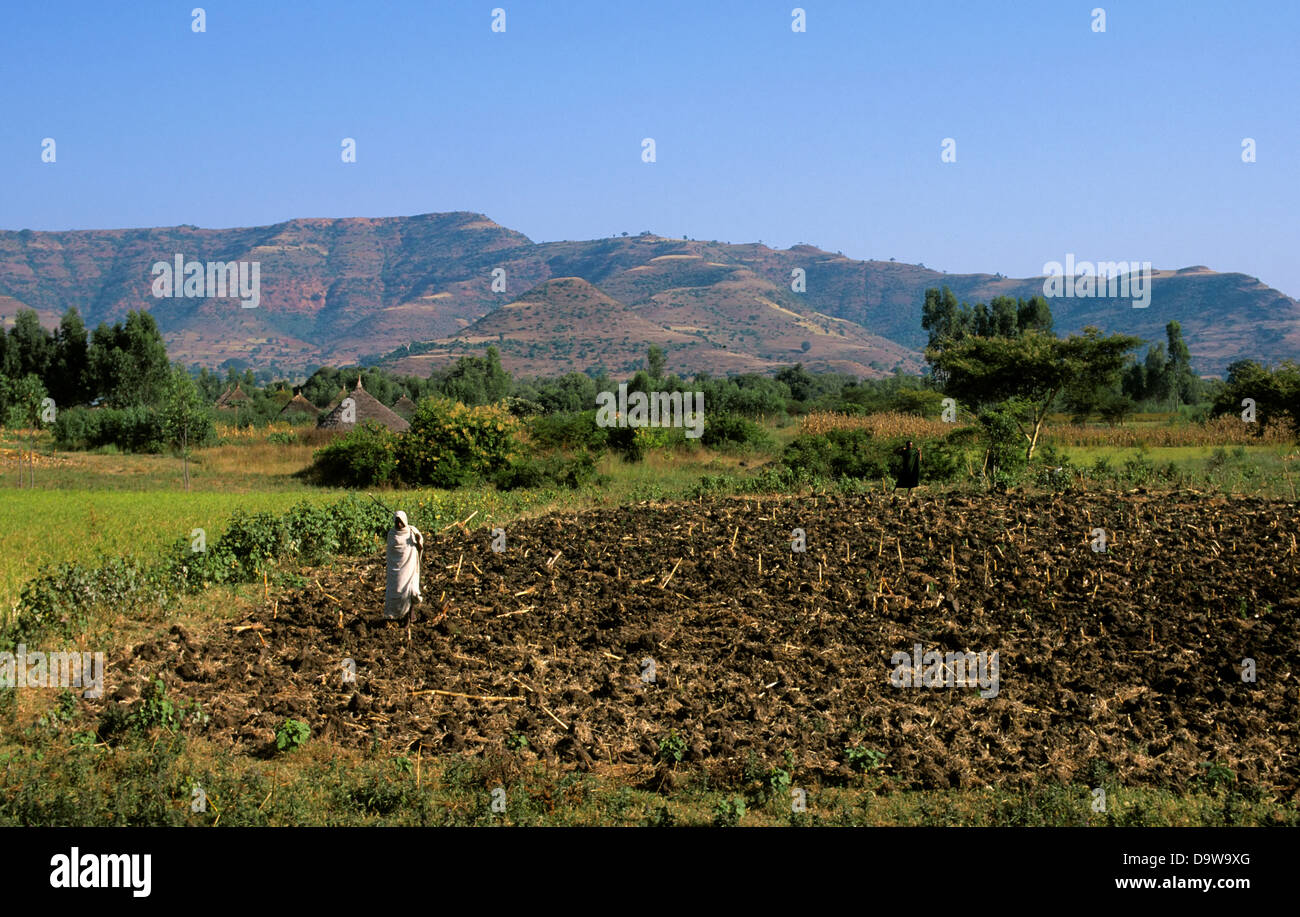 L'Éthiopie, près de Bahar Dar, champ avec l'homme drapé de tissu Banque D'Images