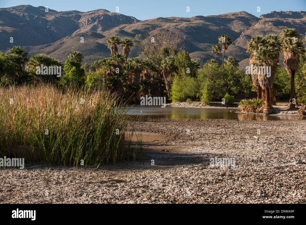 26 juin 2013 - Tucson, Arizona, United States - années de sécheresse est à l'origine de niveaux d'eau à Monterrey à Tucson (Arizona) pour tomber à des niveaux extrêmement bas. Le lac principal, ainsi qu'un autre débordement, sont alimentés par une source naturelle, la saison des pluies et de la fonte des neiges de l'écoulement à proximité des montagnes de Rincon. Le wetland habitat a été en déclin depuis la sécheresse de 2003-2004, selon le conseil d'appoint du parc. Comté de Pima, le gestionnaire du parc, a été pomper 55 000 gallons d'eau par jour dans le lac d'essayer de l'empêcher de s'assécher complètement, mais plus chaud, plus sec années semblent être en train de gagner la ba Banque D'Images