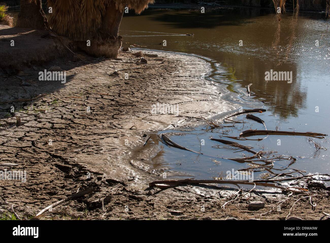 26 juin 2013 - Tucson, Arizona, United States - années de sécheresse est à l'origine de niveaux d'eau à Monterrey à Tucson (Arizona) pour tomber à des niveaux extrêmement bas. Le lac principal, ainsi qu'un autre débordement, sont alimentés par une source naturelle, la saison des pluies et de la fonte des neiges de l'écoulement à proximité des montagnes de Rincon. Le wetland habitat a été en déclin depuis la sécheresse de 2003-2004, selon le conseil d'appoint du parc. Comté de Pima, le gestionnaire du parc, a été pomper 55 000 gallons d'eau par jour dans le lac d'essayer de l'empêcher de s'assécher complètement, mais plus chaud, plus sec années semblent être en train de gagner la ba Banque D'Images