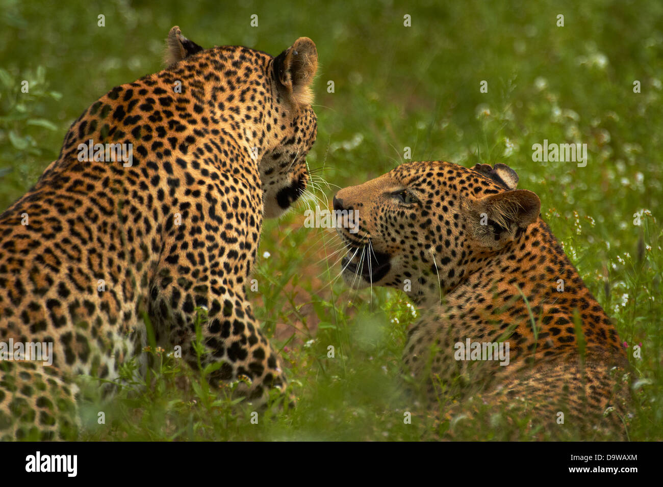 Le Léopard (Panthera pardus), Kruger National Park, Afrique du Sud Banque D'Images