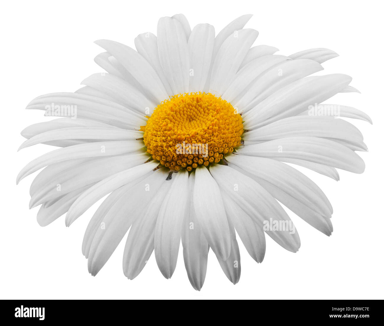 Belle fleur daisy sur fond blanc. Clipping Path Banque D'Images