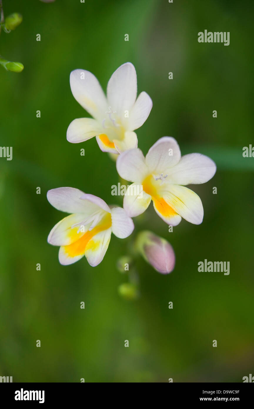 Portrait de freesias blancs dans un jardin naturel. Banque D'Images