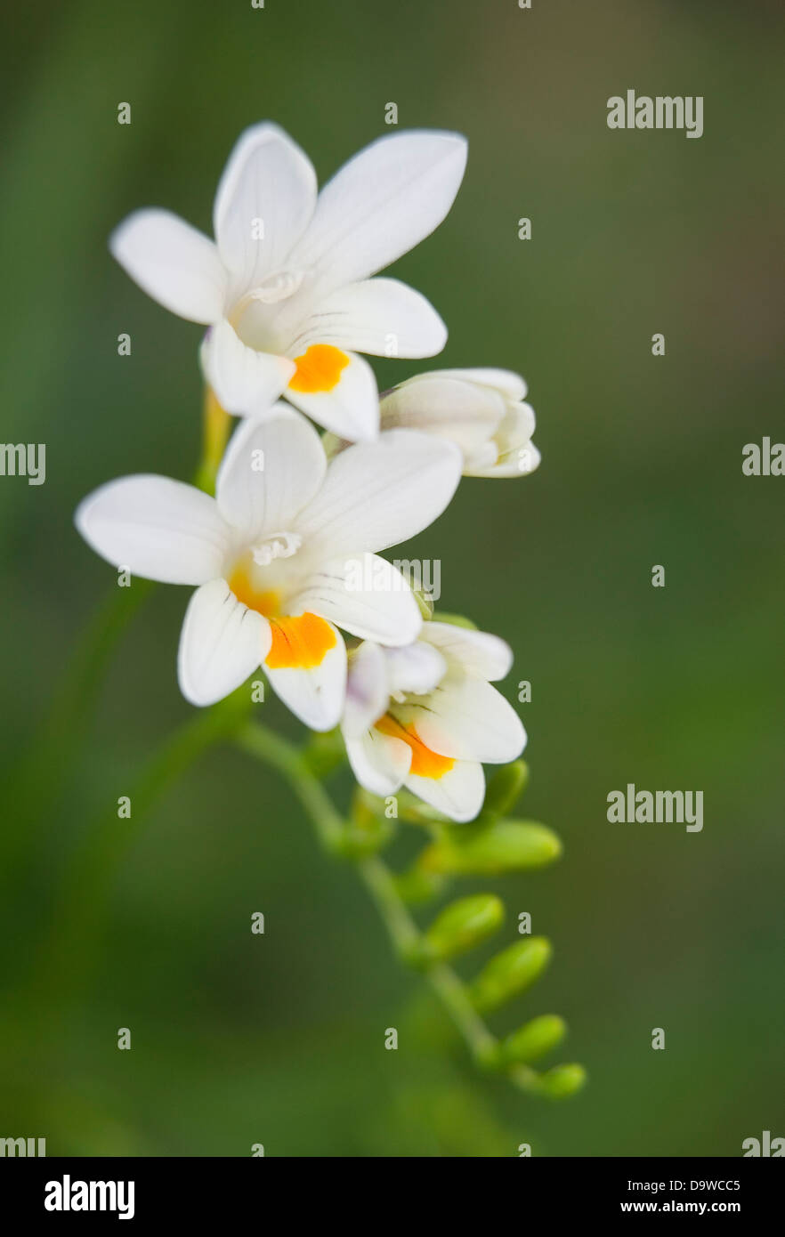 Portrait de freesias blancs dans un jardin naturel. Banque D'Images