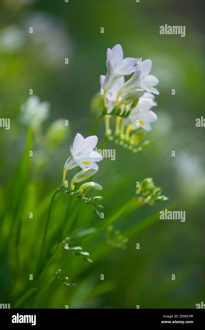 Portrait de freesias blancs dans un jardin naturel. Banque D'Images