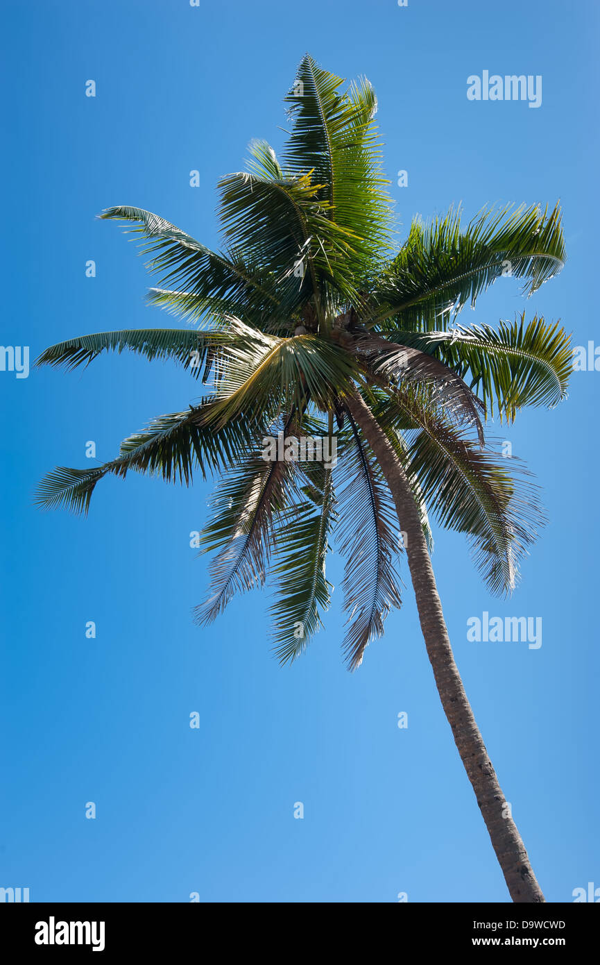 Cocotier plus isolés d'arbres tropicaux bleu ciel Banque D'Images Cocotier plus isolés d'arbres tropicaux bleu ciel Banque D'Images