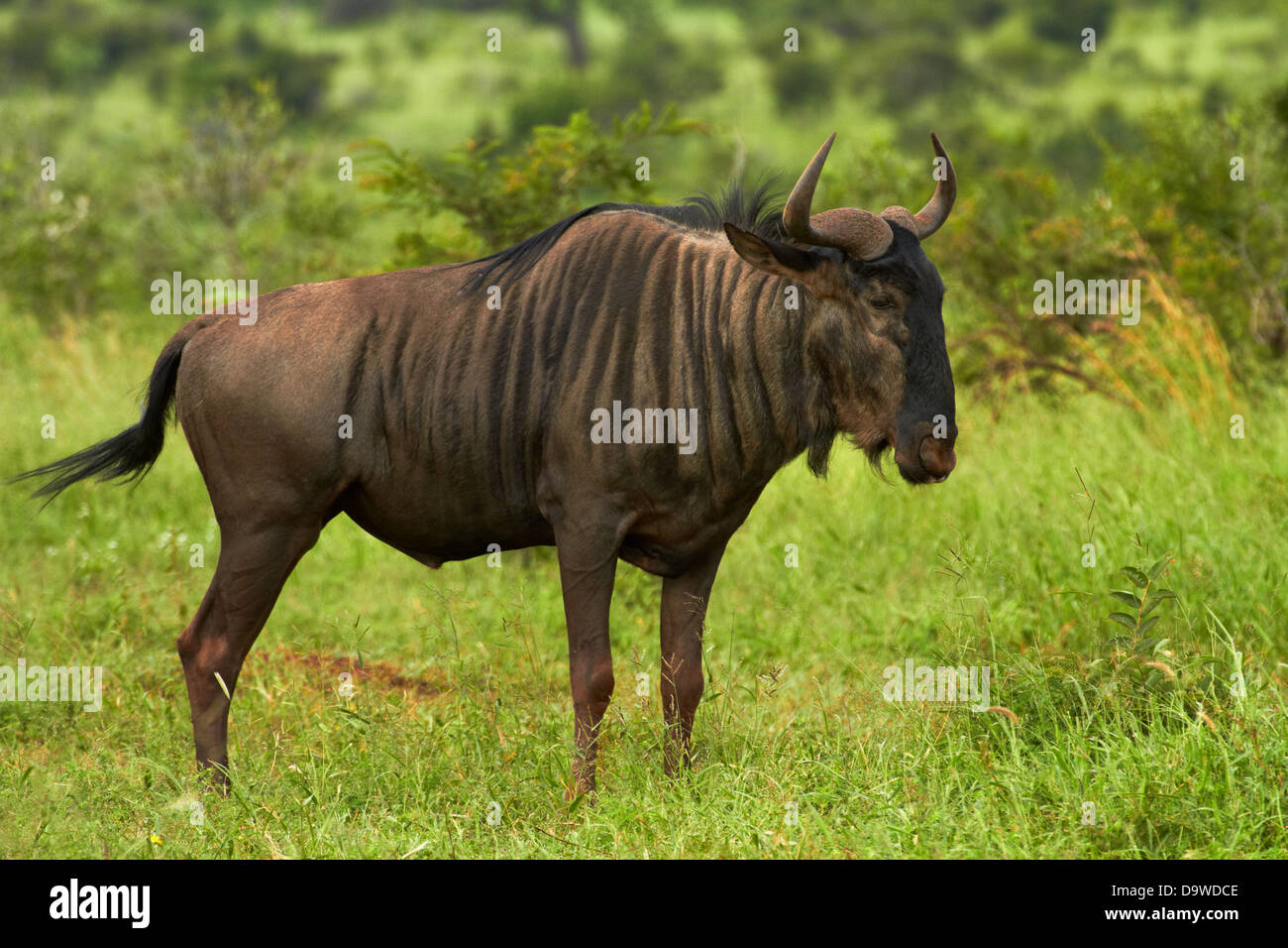 Le Gnou bleu (Connochaetes taurinus), Kruger National Park, Afrique du Sud Banque D'Images