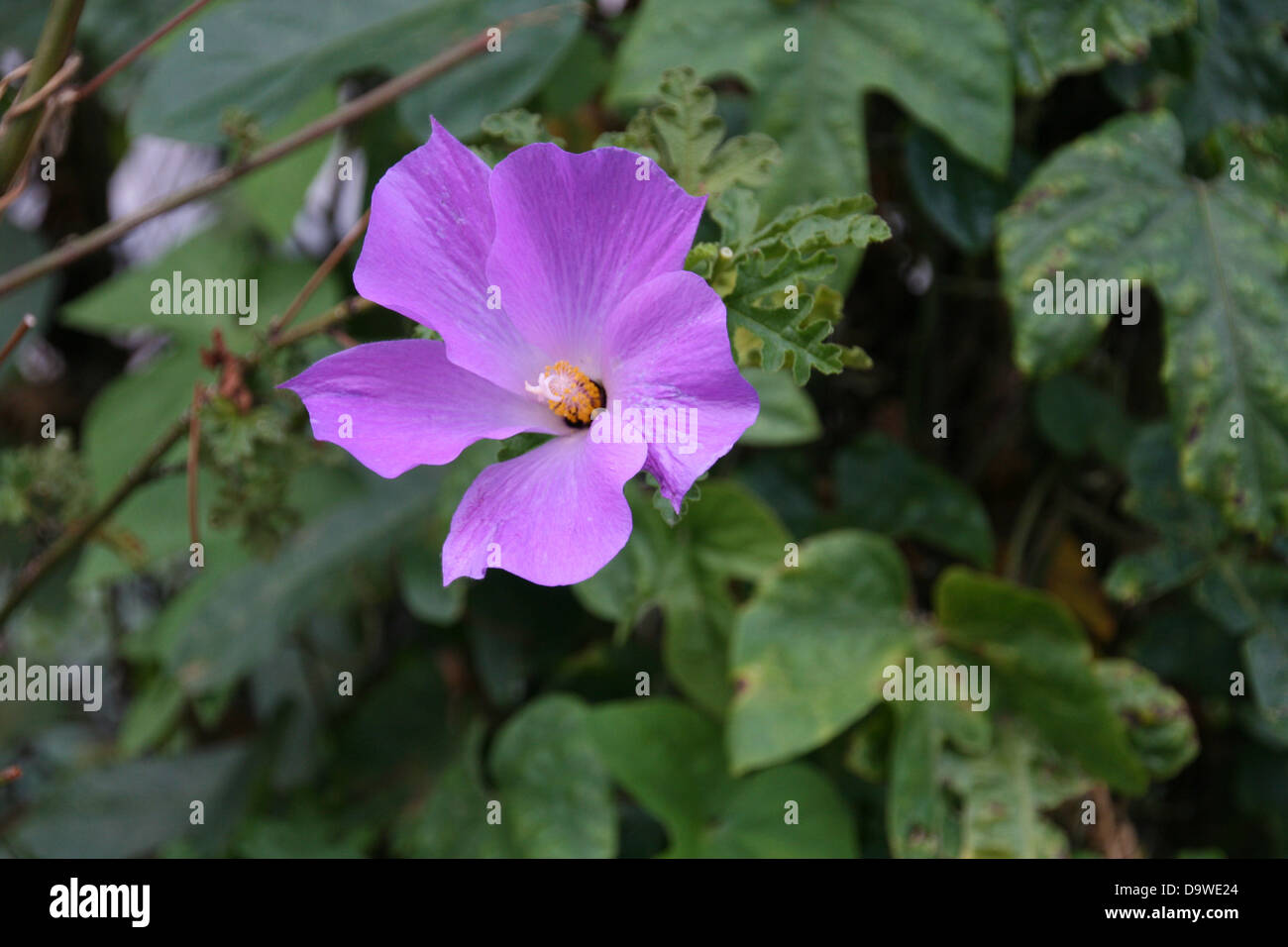 Fleur pourpre Banque D'Images