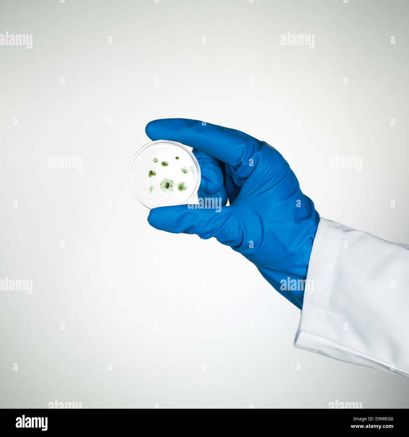 Boîte de Pétri avec développement de moisissures modèle détenu par une main dans un gant en caoutchouc bleu et d'un sarrau blanc Banque D'Images