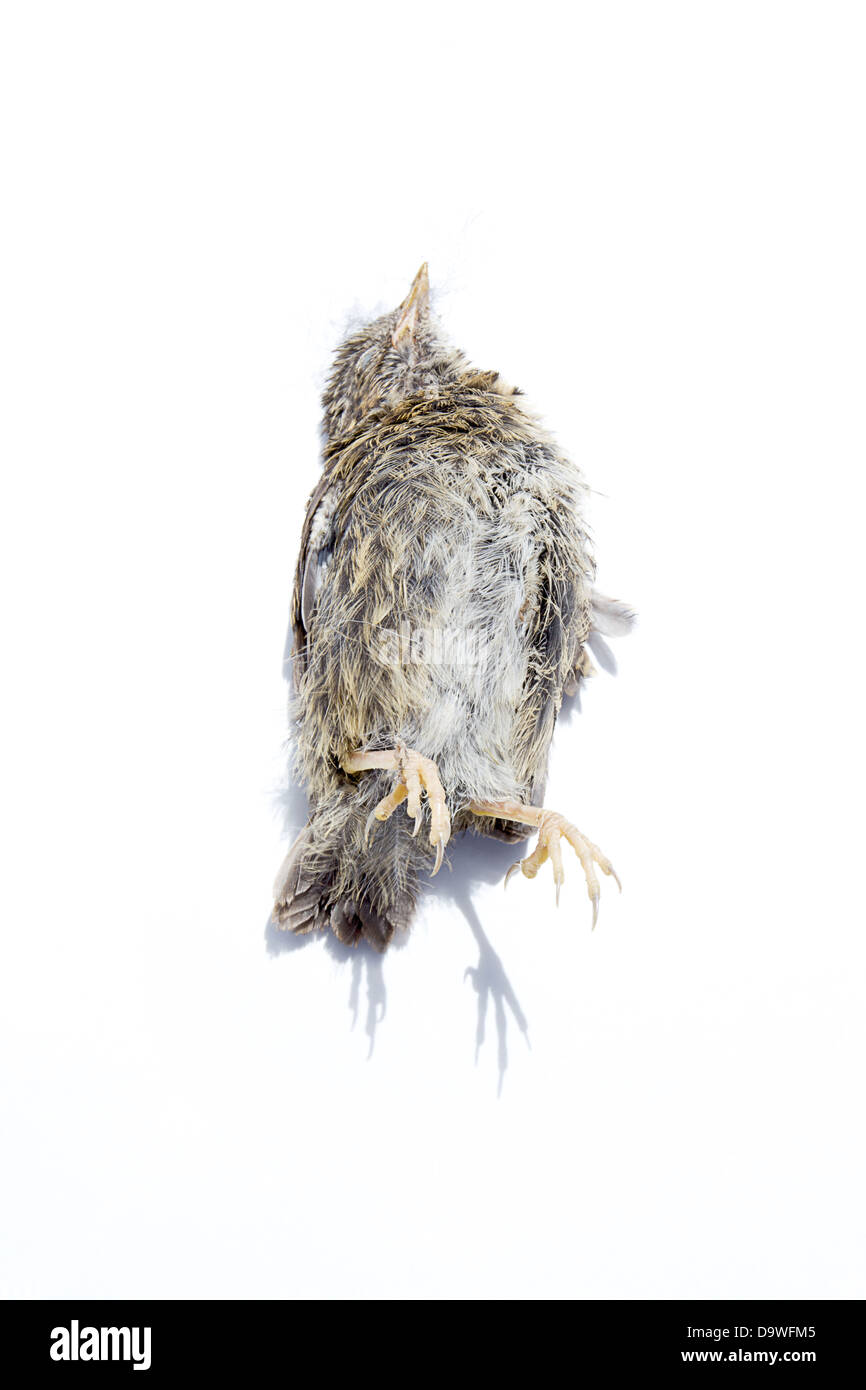 Un oiseau sans vie qui a été piégé par un chat. Banque D'Images