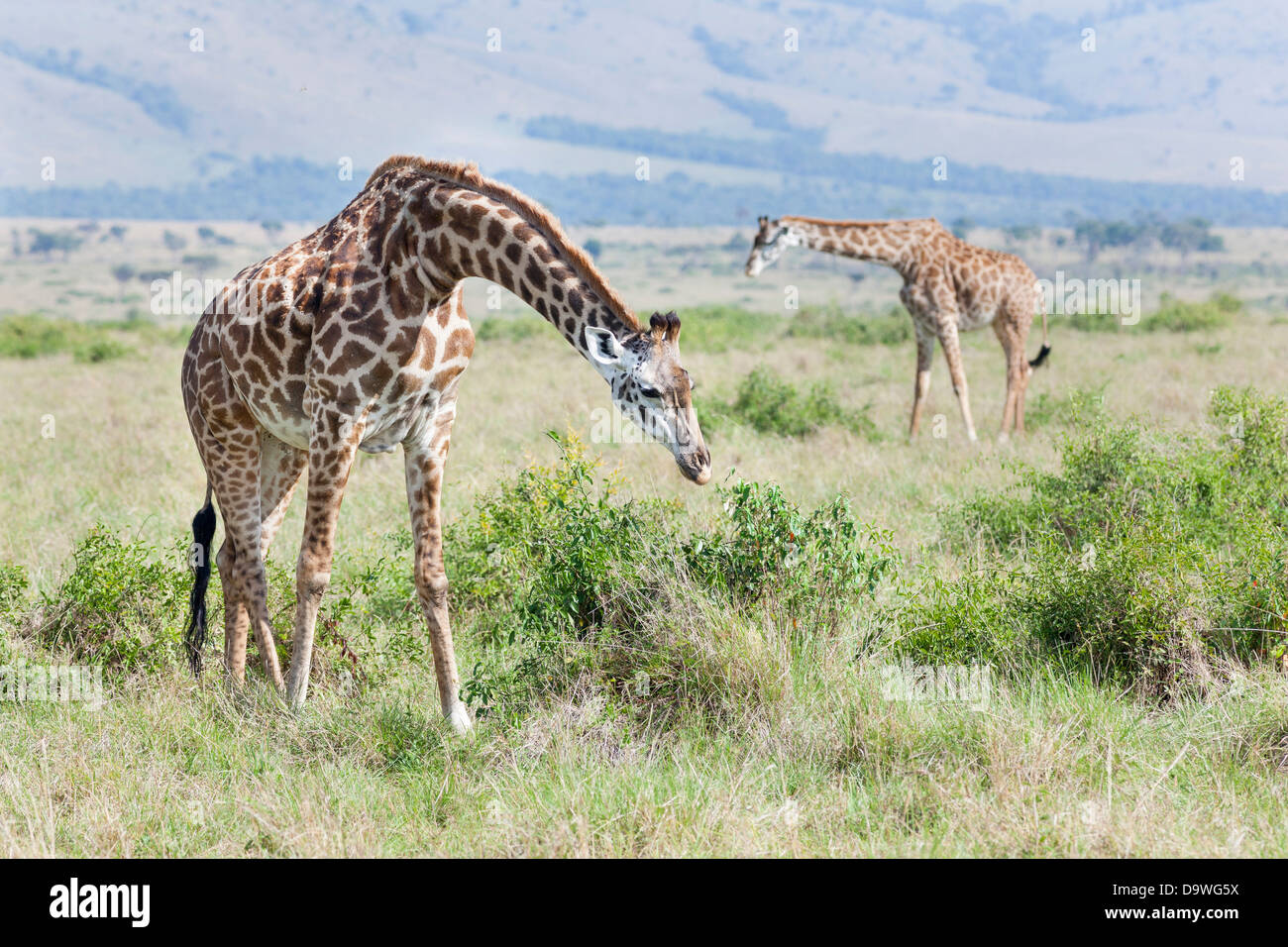 Maasai Girafe (Giraffa camelopardalis Tippelskirchi) dans le Masai Mara, Kenya, Afrique. Banque D'Images
