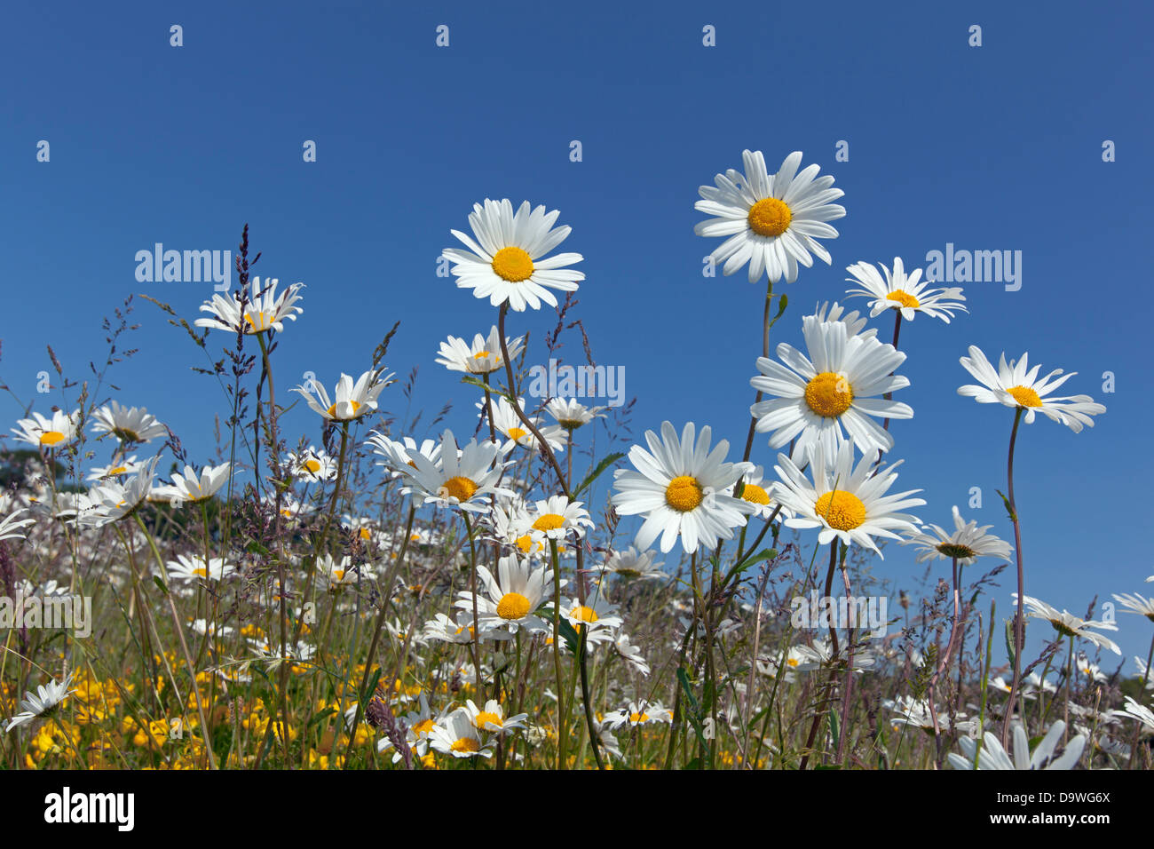 Pâquerettes à œil de bœuf Leucanthemum vulgare dans le pré Banque D'Images