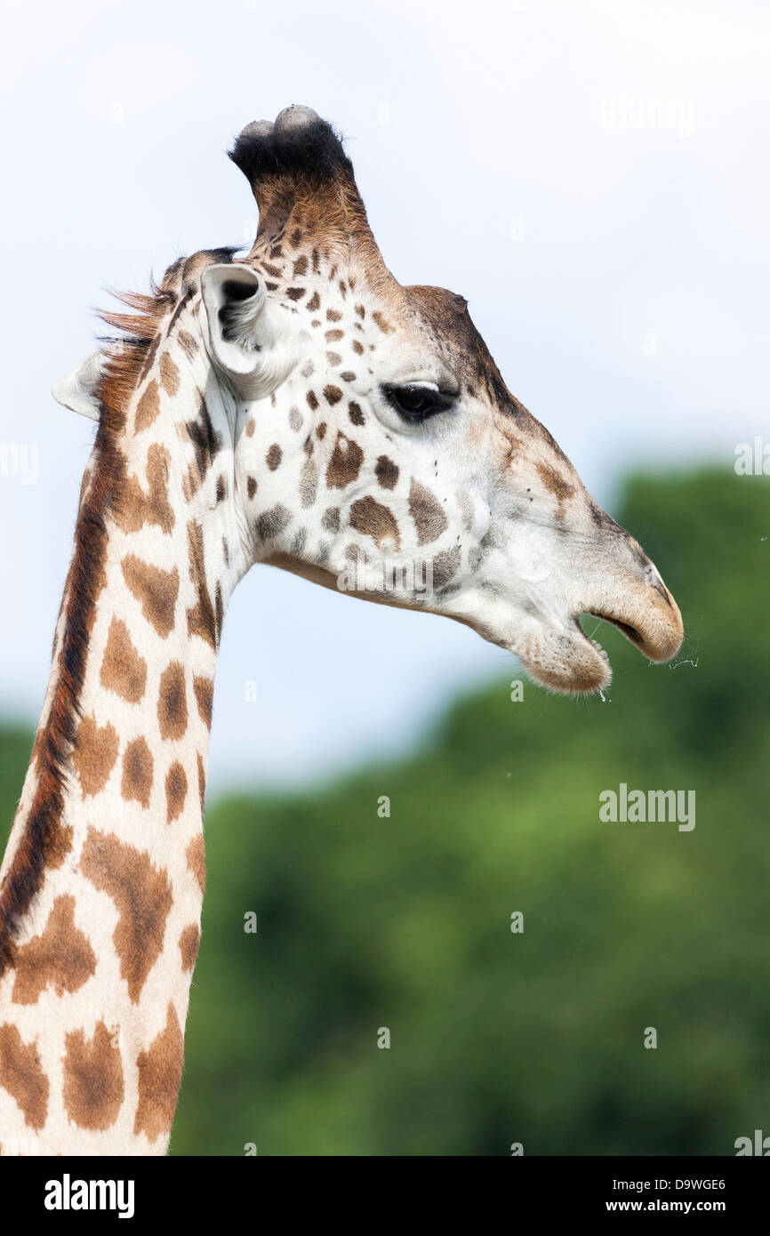 Maasai Girafe (Giraffa camelopardalis Tippelskirchi) dans le Masai Mara, Kenya, Afrique. Banque D'Images