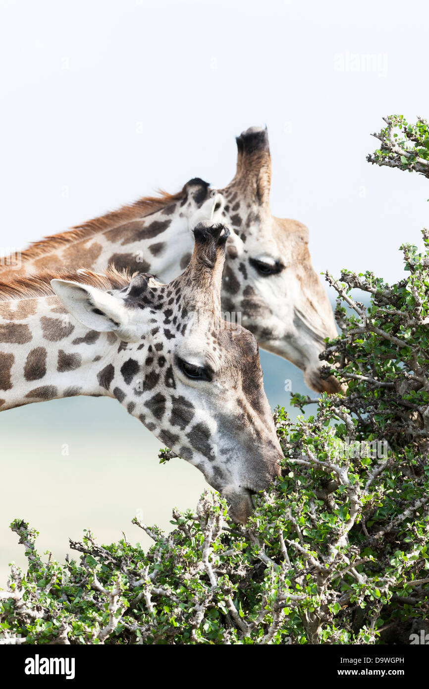 Maasai Girafe (Giraffa camelopardalis Tippelskirchi) dans le Masai Mara, Kenya, Afrique. Banque D'Images