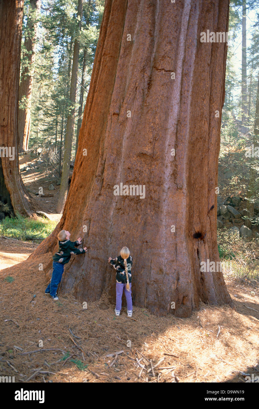 Les enfants debout à côté d'un arbre séquoia géant dans la forêt géante, Sequoia National Park, Californie Banque D'Images
