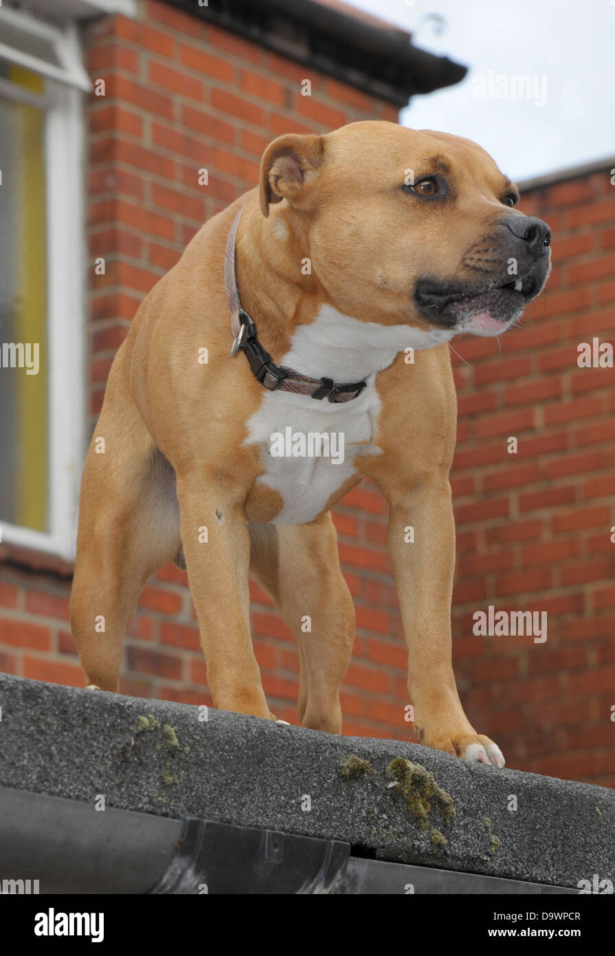 Un Staffordshire Bull Terrier défend son territoire urbain. Banque D'Images