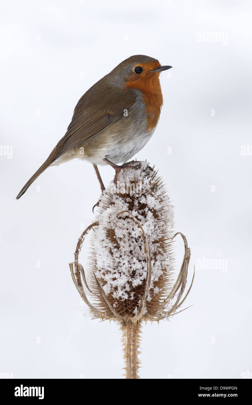Robin hiver sur cardère, Carlow Irlande Banque D'Images