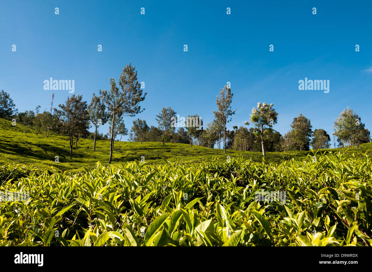 La plantation de thé Munnar Inde Banque D'Images