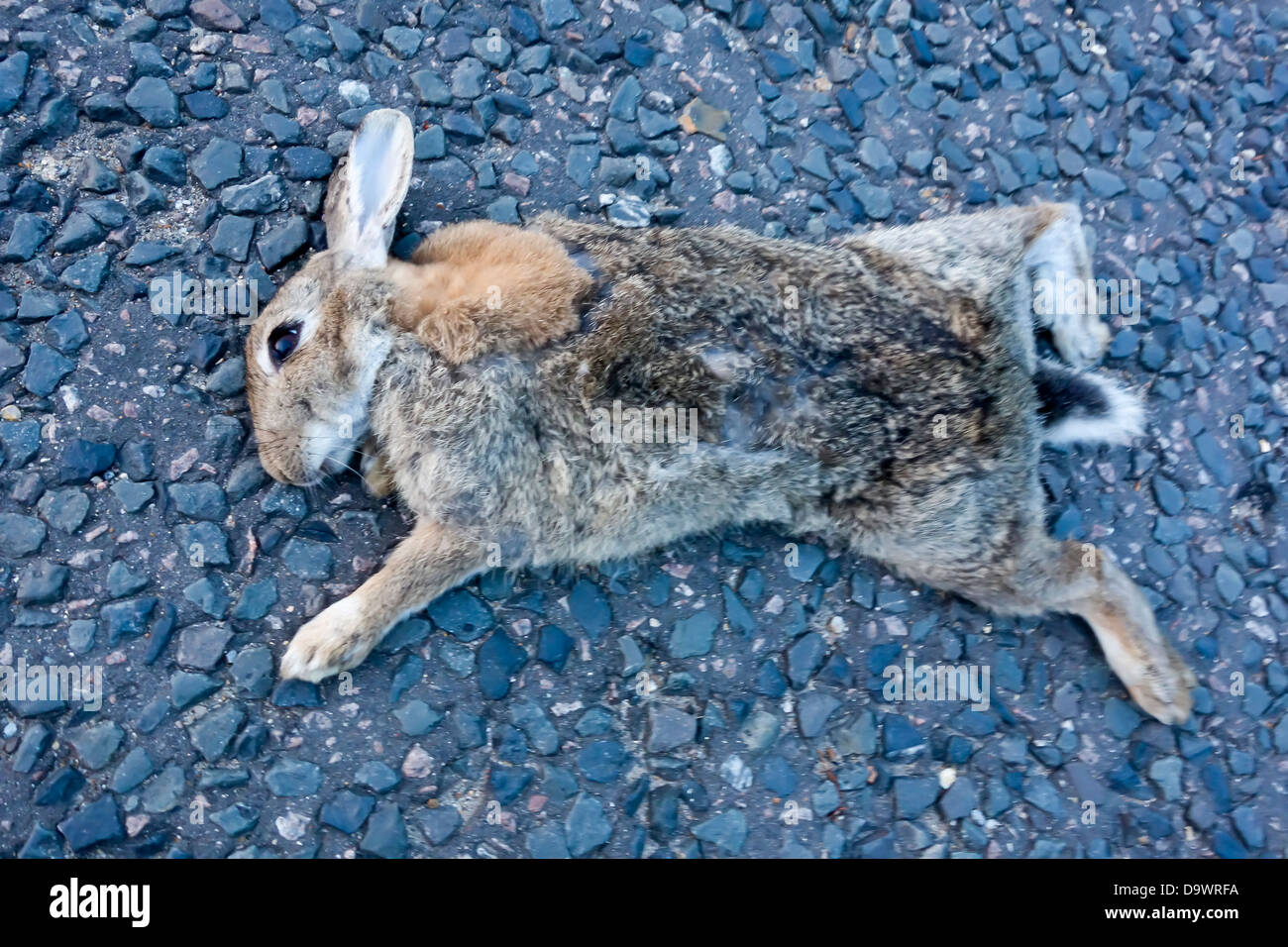 Dead rabbit Banque de photographies et d’images à haute résolution Alamy
