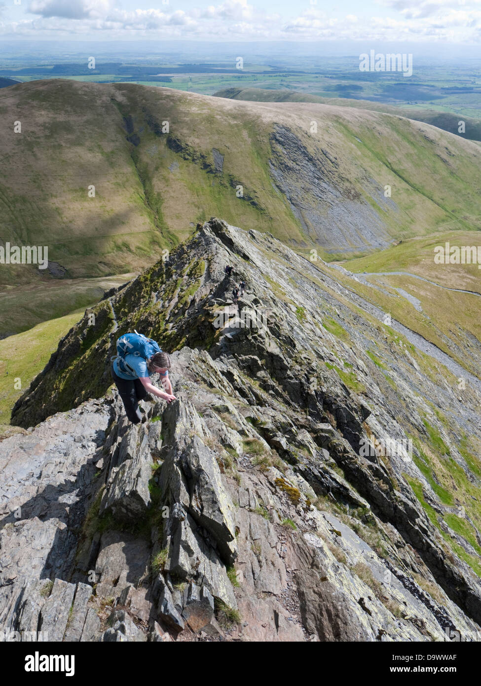 Une femelle hill Walker s'attaque à bord tranchant, un célèbre, étroite arête sur Blencathra, un est tombé dans le Lake District Banque D'Images