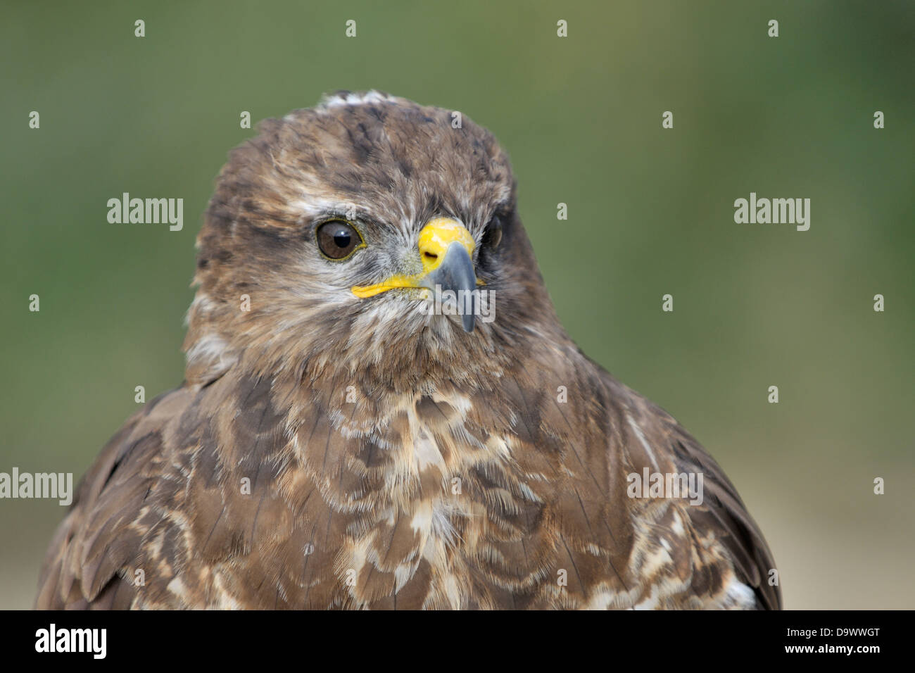 Portrait de l'Eurasian Buzzard (Buteo buteo), close up, looking at camera. Banque D'Images