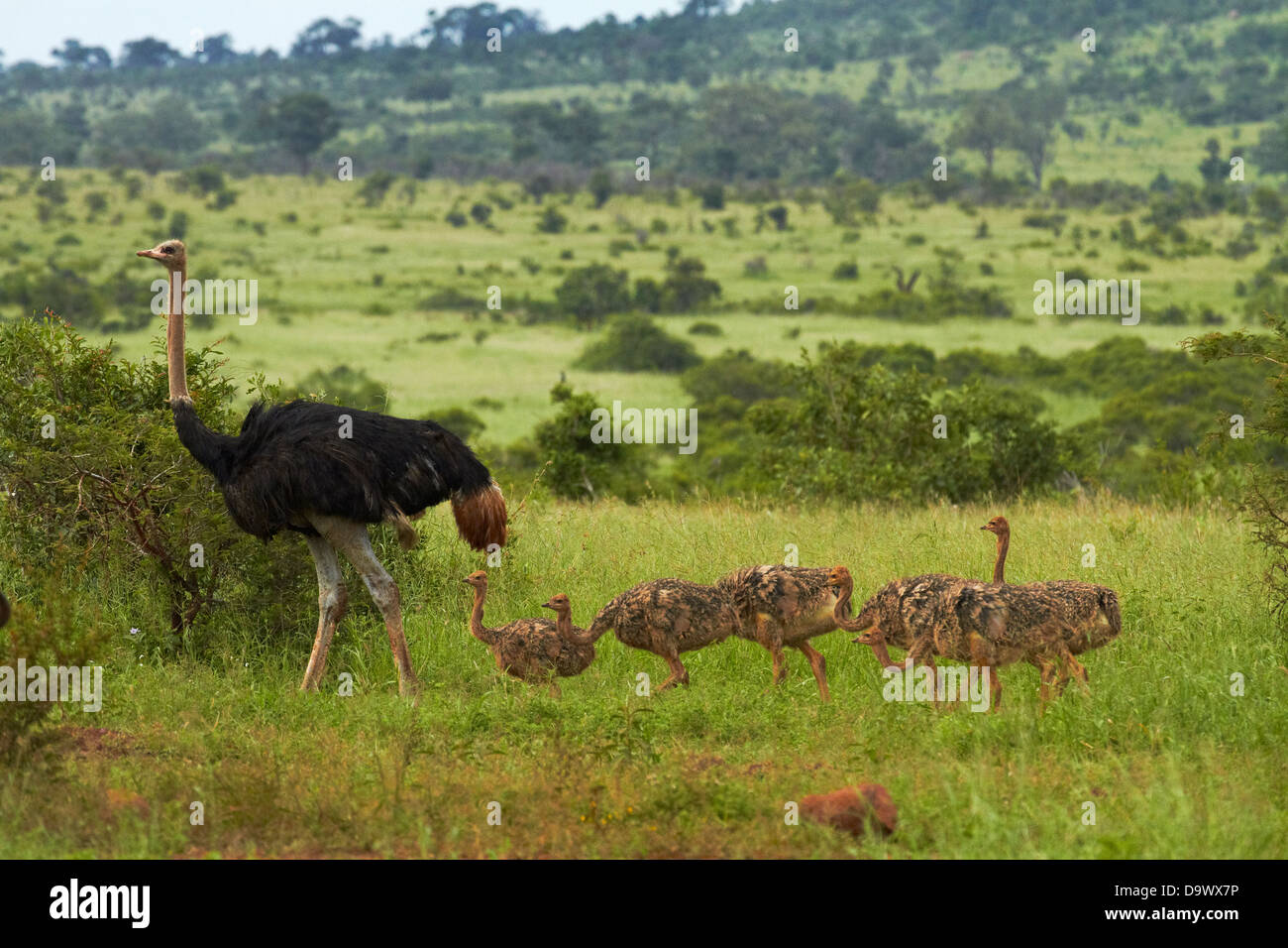 Autruche (Struthio camelus) et les poussins, Kruger National Park, Afrique du Sud Banque D'Images
