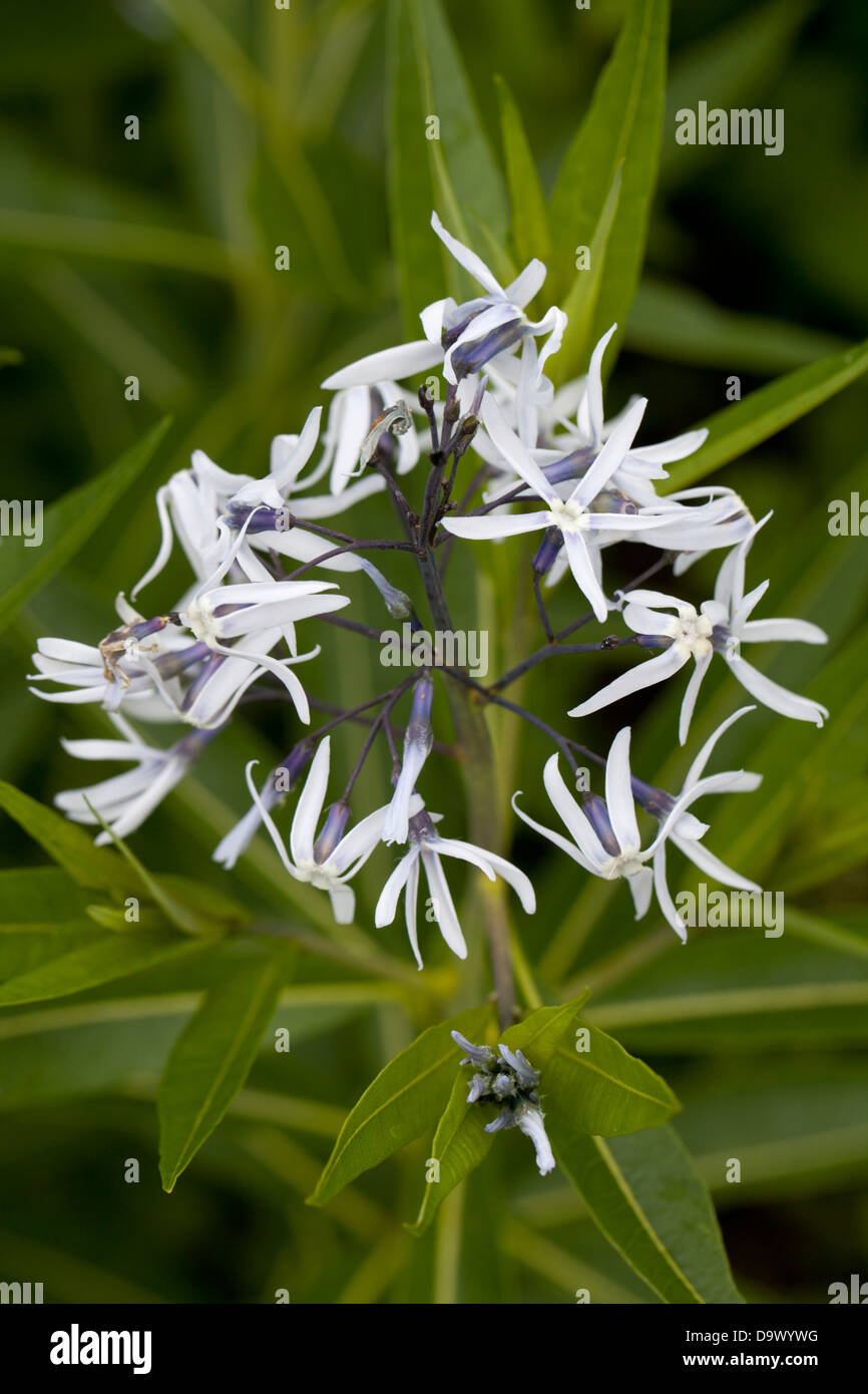 Amsonia tabernaemontana var. salicifolia Banque D'Images