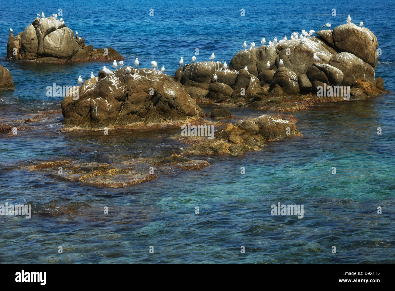 Colonie de mouettes,mer,Calabre Tropea, Italie Banque D'Images