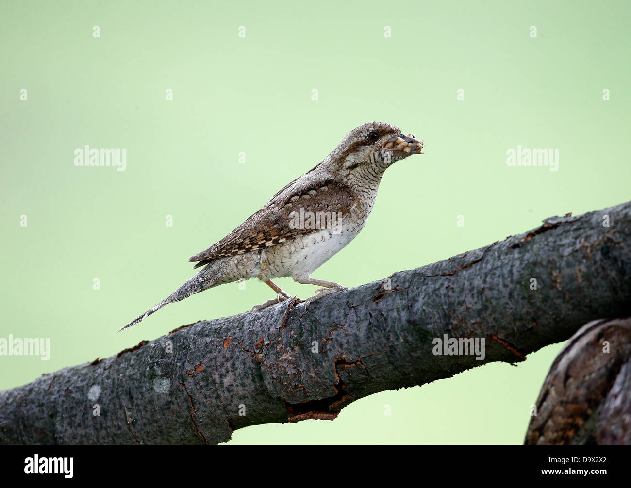 , Fourmilier Jynx torquilla, seul oiseau sur branche, Bulgarie, mai 2013 Banque D'Images