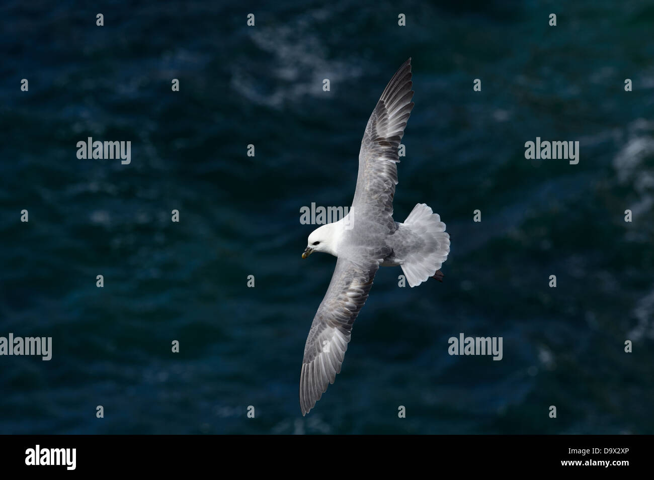 Battant le Fulmar boréal Banque D'Images