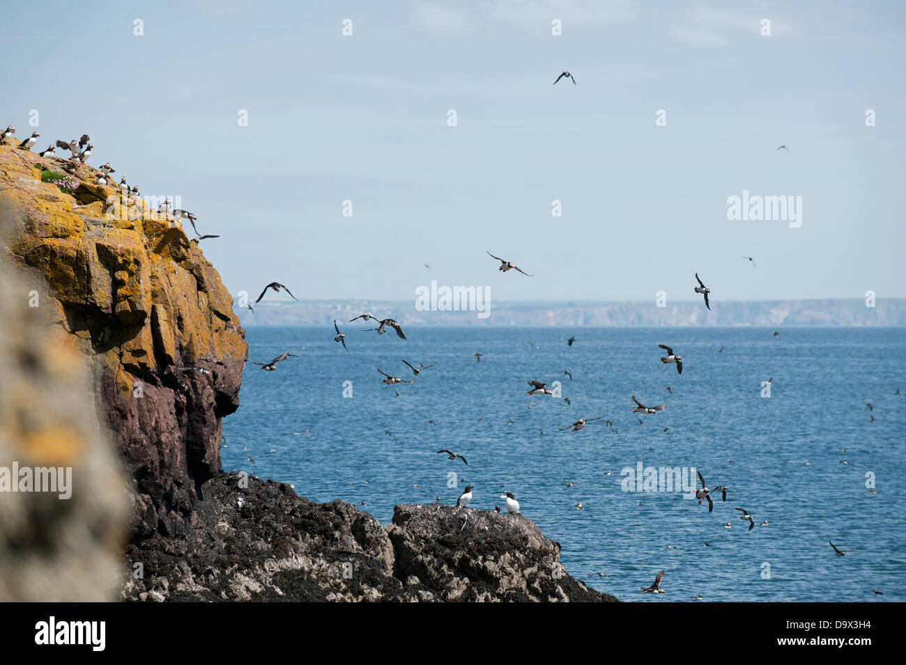 Masses de macareux en vol, Fratercula arctica, avec les guillemots, Uria aalge, Skomer Sud, Pembrokeshire, Pays de Galles, Royaume-Uni Banque D'Images