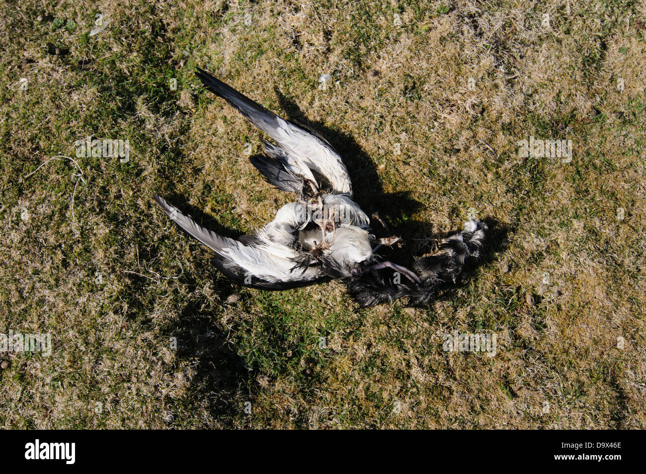 Corps Mort d'un Manx Shearwater. Lorsque le Puffins des Anglais sur l'île de Skomer arive au cours de la nuit, ils sont attaqués et tués par les goélands Banque D'Images