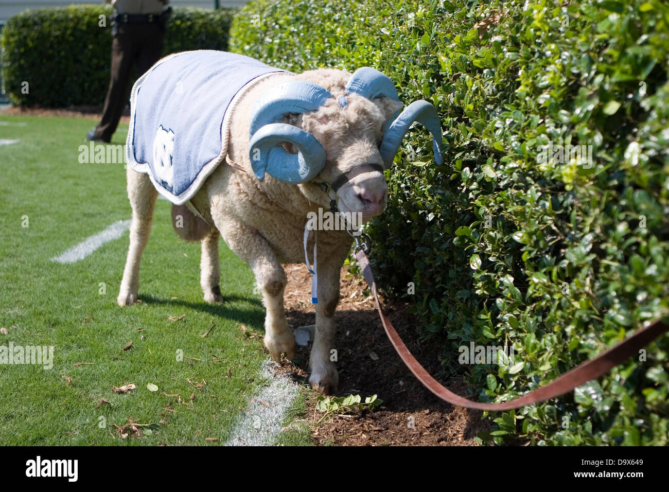 Le North Carolina Tar Heels Ram mascot à Kenan Memorial Stadium à Chapel Hill, NC le 15 septembre 2007 Banque D'Images