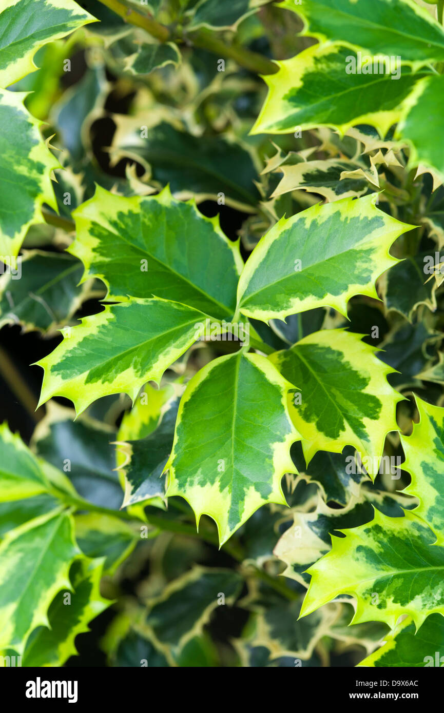 Holly Ilex aquifolium madame briot Banque D'Images