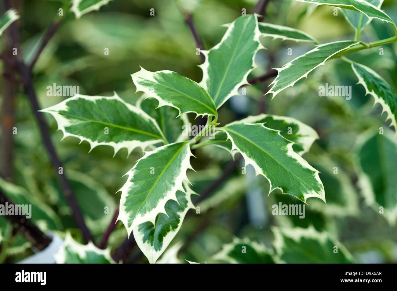 Holly Ilex aquifolium 'handsworth new silver' Banque D'Images